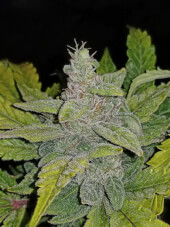 CBD Auto 1:1