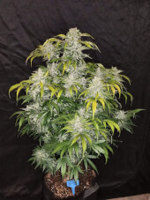 CBD Auto 1:1