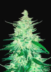CBD Auto 1:1