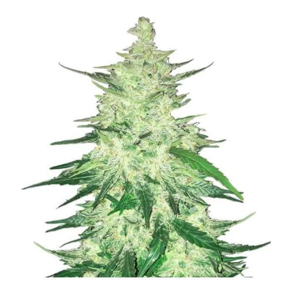 CBD Auto 1:1