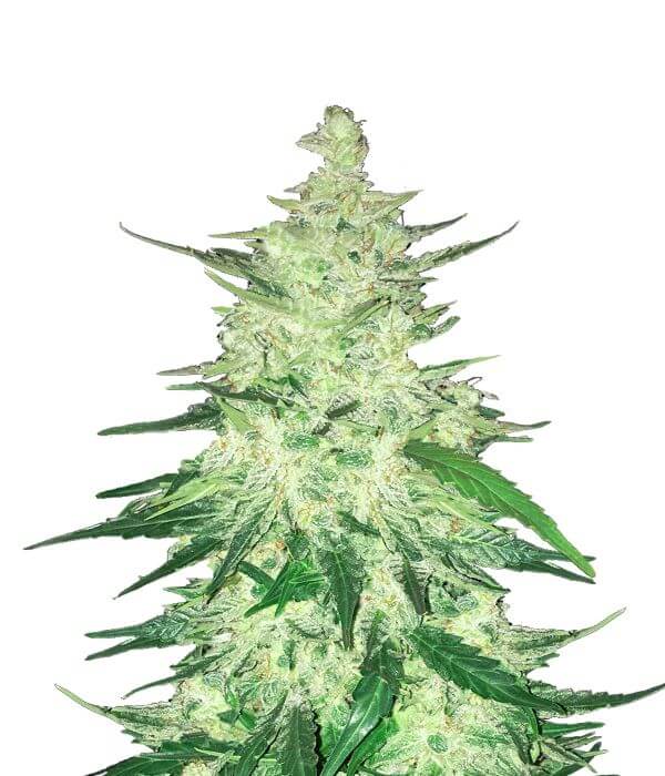 CBD 1:1 Auto
