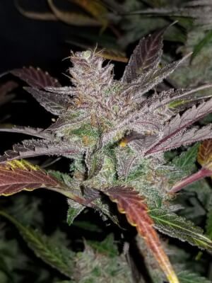 Cream Cookies Auto