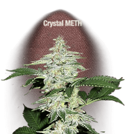Crystal Meth Auto