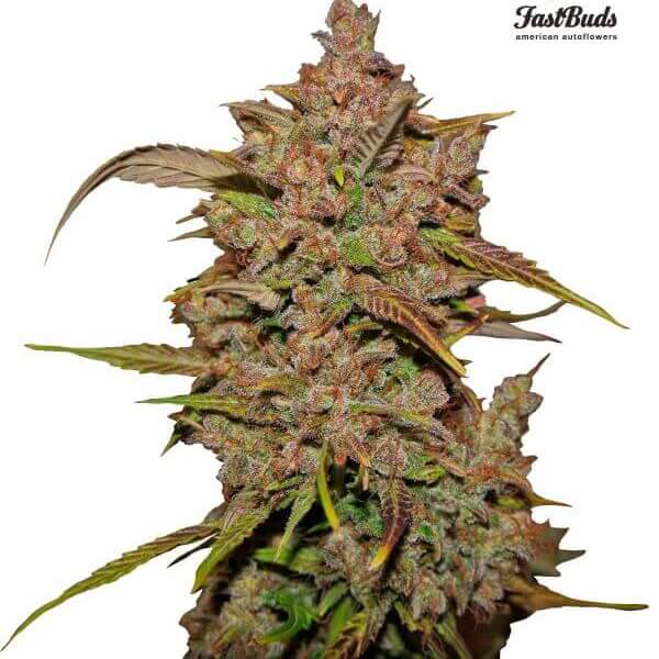 Crystal Meth Auto