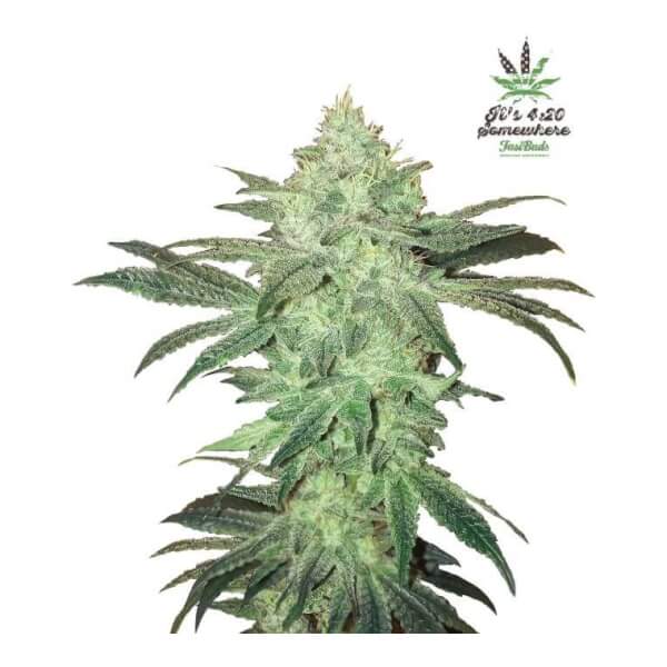 Stardawg