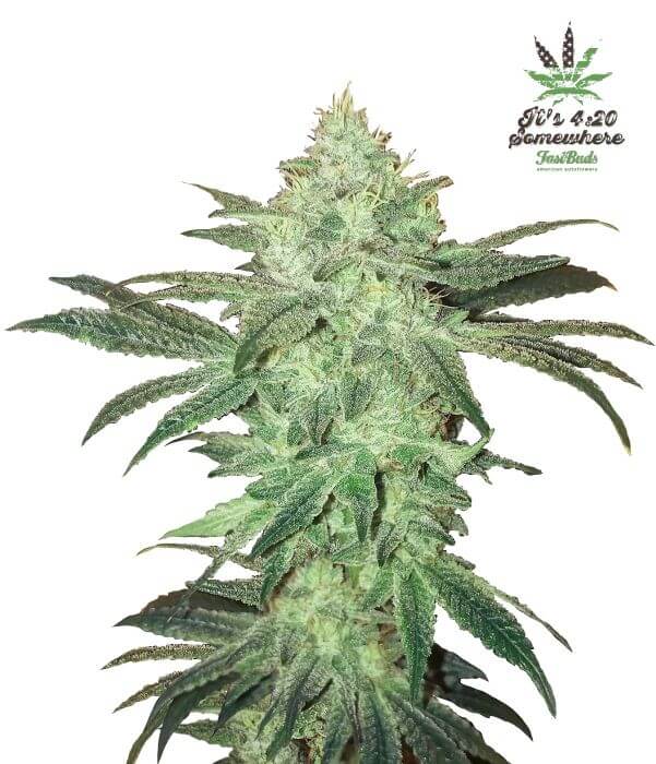Stardawg: bank product photo, credit alchimiaweb.com, copyright status shown with credit copyright unverified