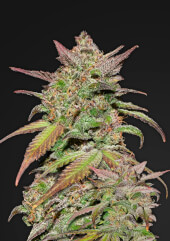 Smoothie Auto