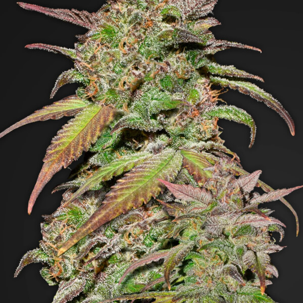 Smoothie Auto