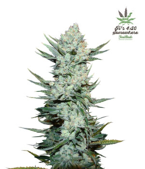 Tangie Auto