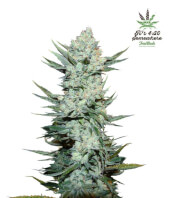 Tangie Auto