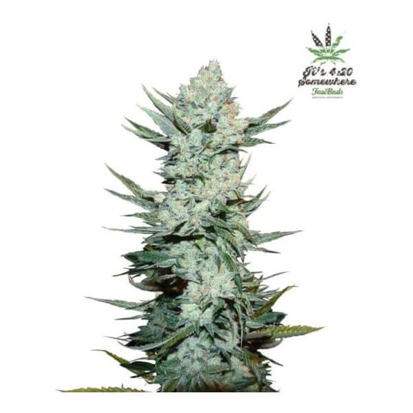 Tangie Auto