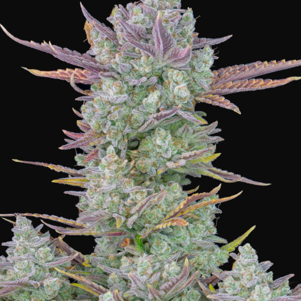 Gorilla Cookies Auto