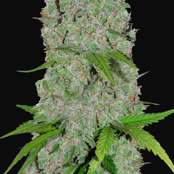 Orange Sherbert Auto