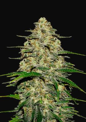 Wedding Cheesecake Auto