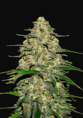 Wedding Cheesecake Auto