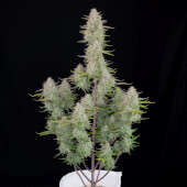 Wedding Cheesecake Auto