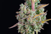 Wedding Cheesecake Auto