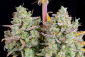 Wedding Cheesecake Auto
