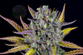 Wedding Cheesecake Auto