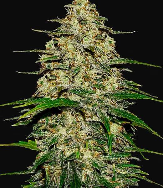 Wedding Cheesecake Auto