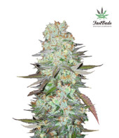 G14