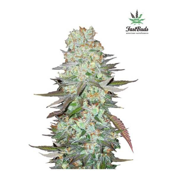 G14