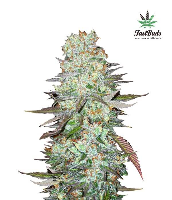 G14 Auto