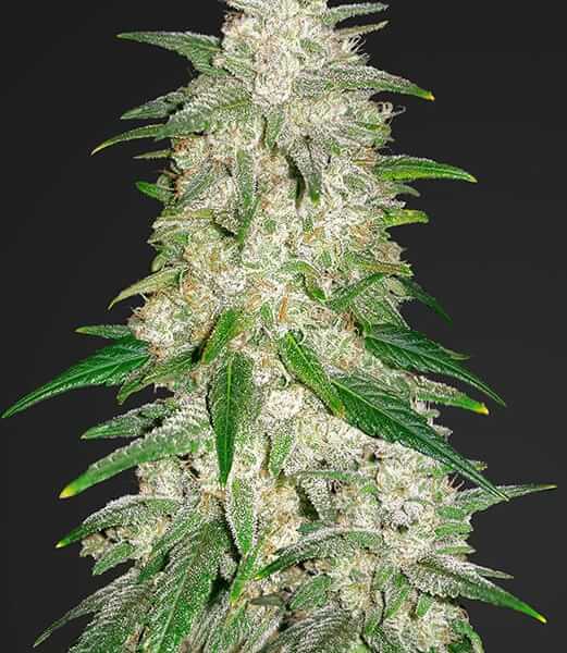 Gelato Auto