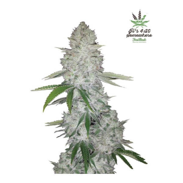 Gorilla Glue Auto