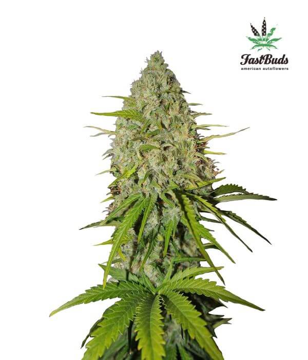 Grapefruit Matic Auto