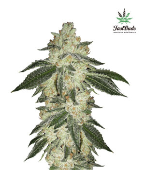 Green Crack