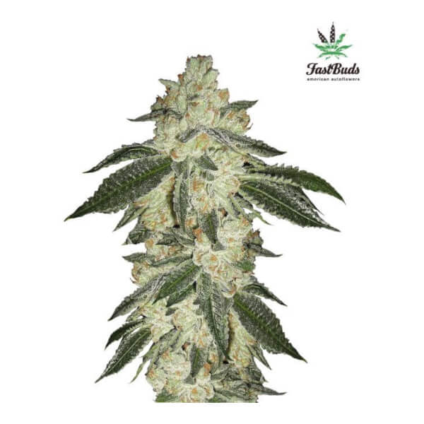 Green Crack