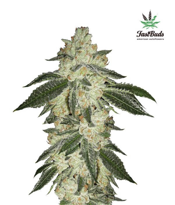 Green Crack Auto