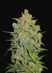 Lemon AK Auto