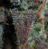 Lemon AK Auto
