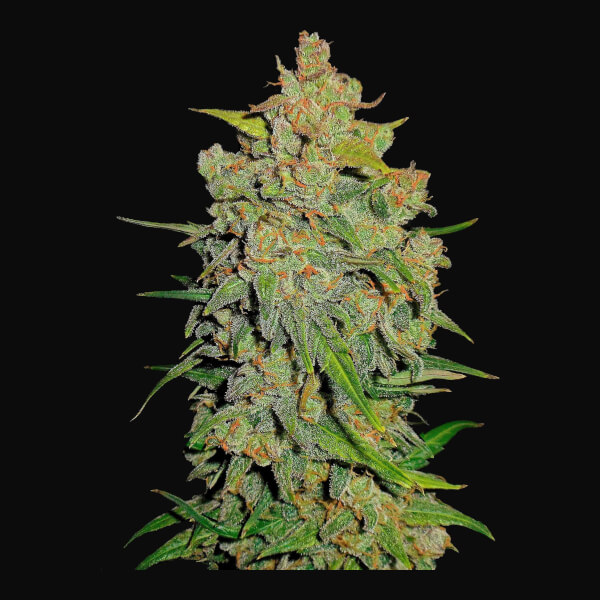 Lemon AK Auto