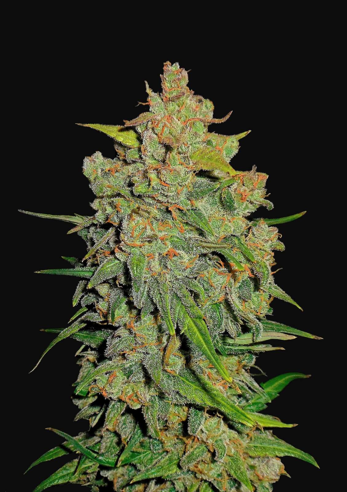 Lemon AK Auto