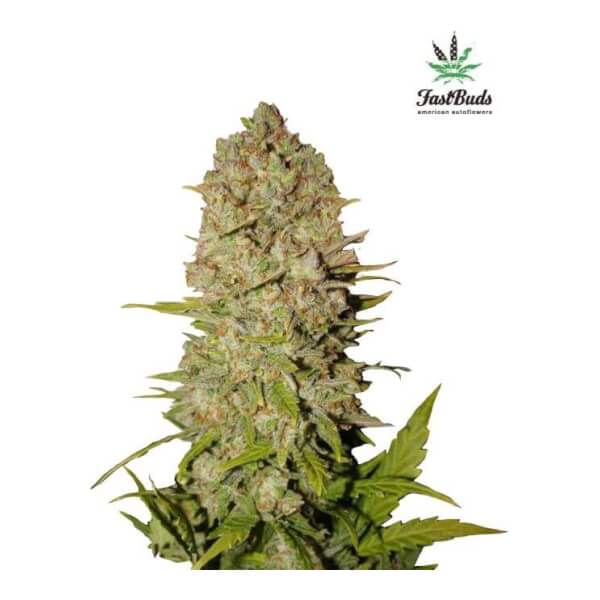 Pineapple Express