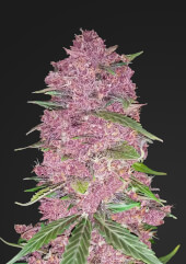 Purple Lemonade Auto