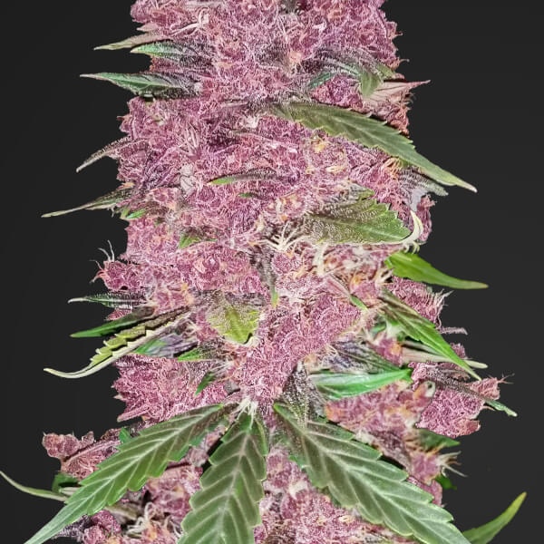 Purple Lemonade Auto