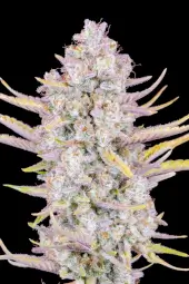 Purple Punch Auto