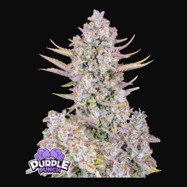 Purple Punch Auto
