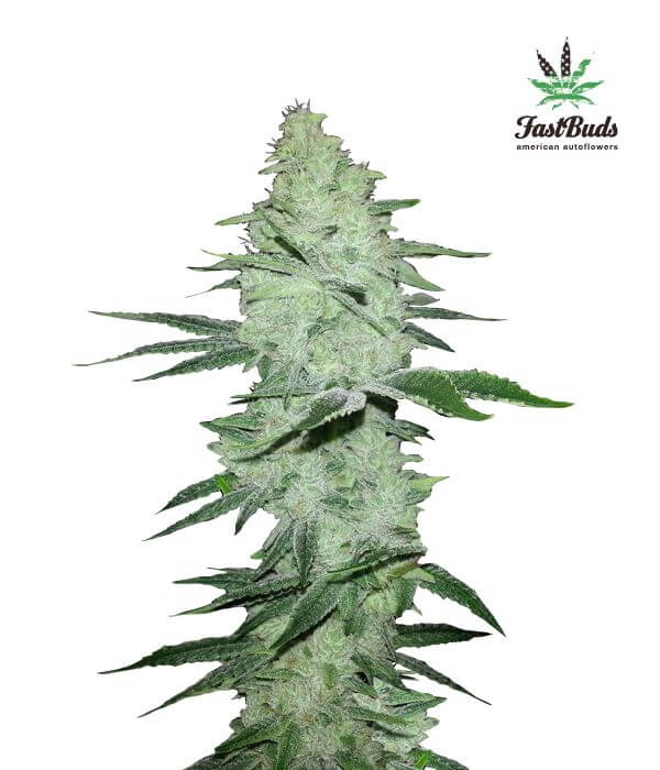 Six Shooter Auto
