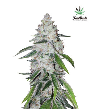 West Coast OG