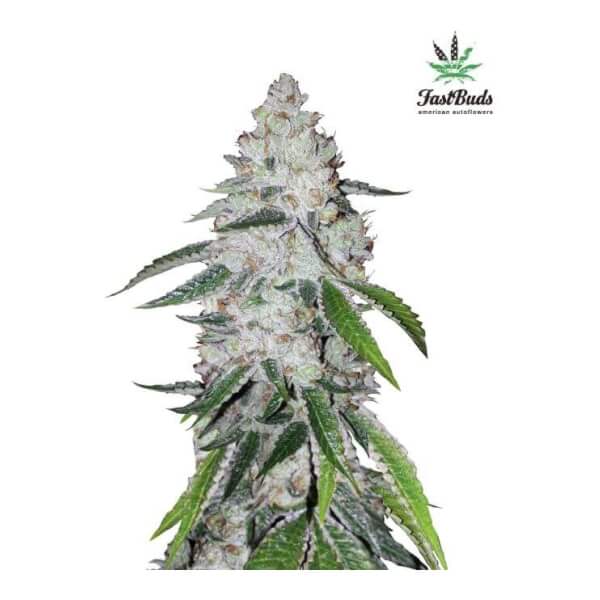 West Coast OG