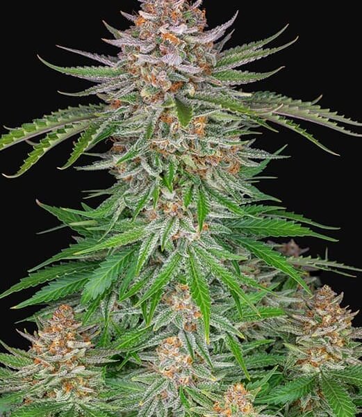 Strawberry Pie Auto