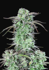 Strawberry Banana Auto