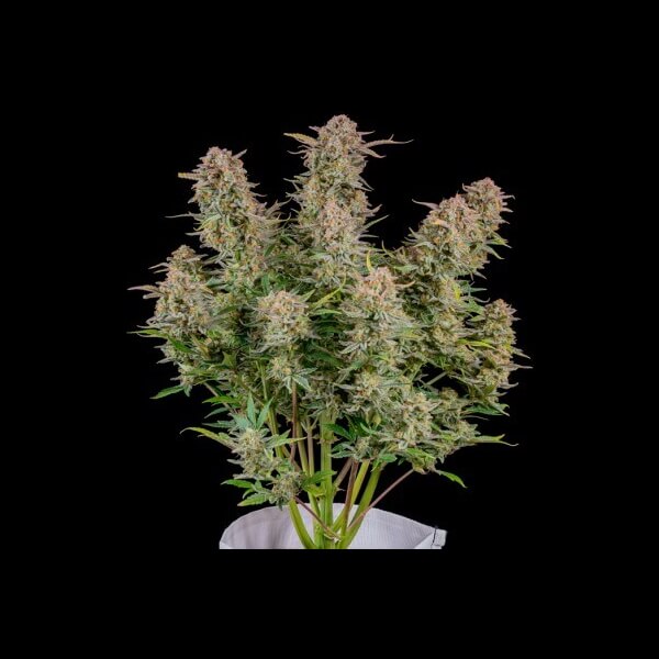 Bruce Banner Auto