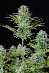 Kosher Cake Auto