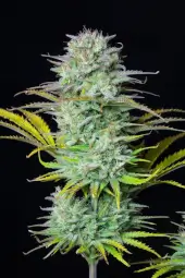 Kosher Cake Auto